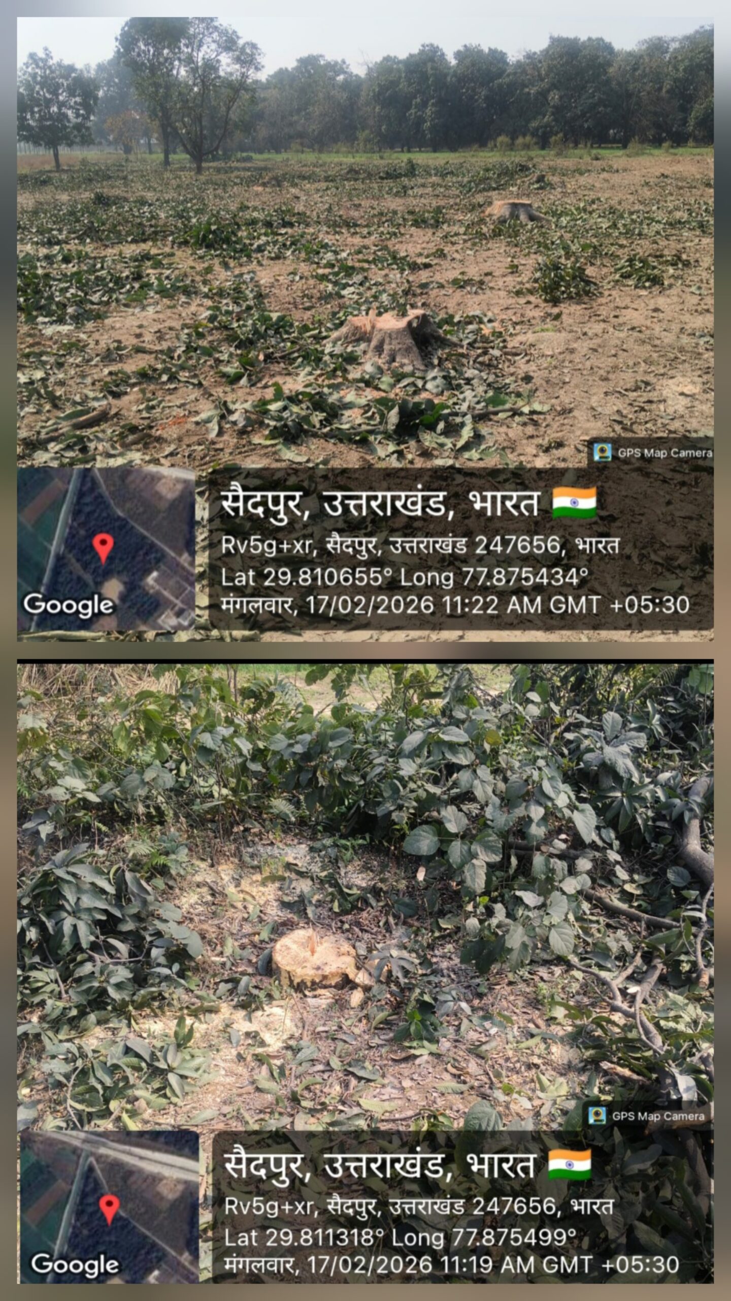 मंगलौर के तीन व्यापारियों के नाम पर दर्ज भूमि में 156 आम के पेड़ों का अवैध कटान,  क्षेत्र मे सनसनी